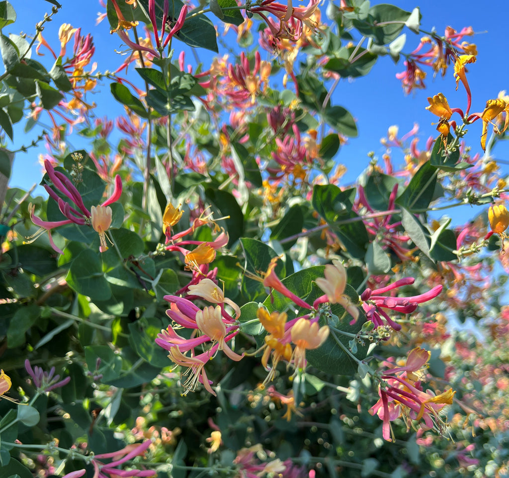 VINE Lonicera h. 'Goldflame' (coral pink)