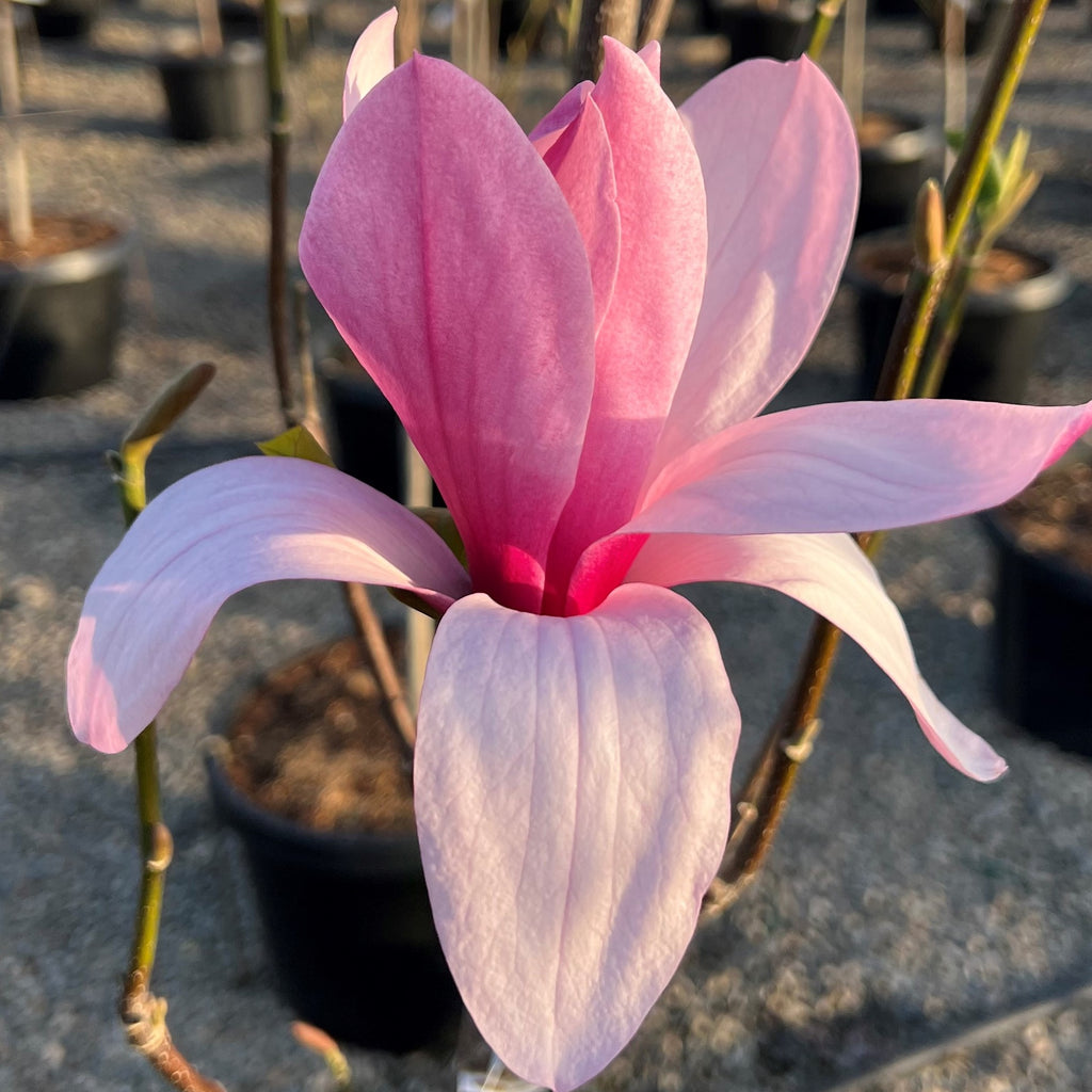 Magnolia x 'Galaxy' (purple) (BBP)