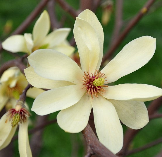 Magnolia x 'Butterflies' (yellow) (CG)