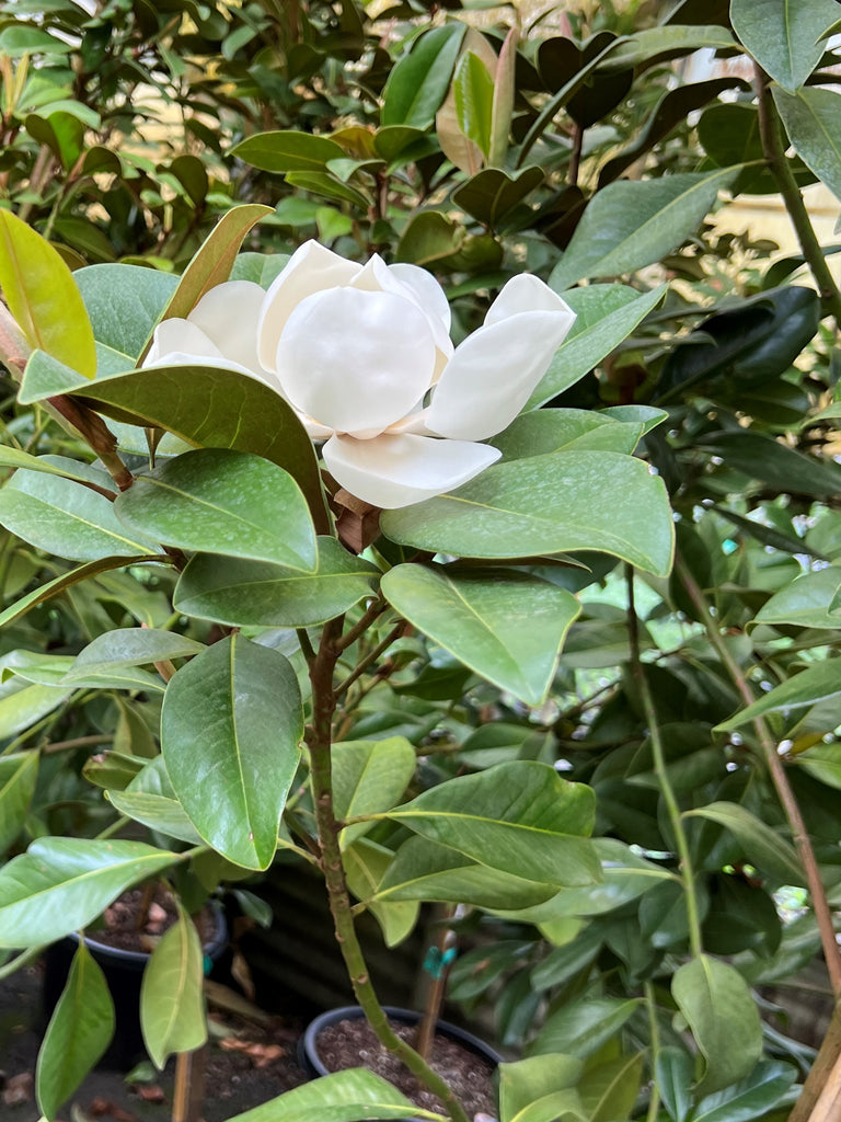 Magnolia gr. 'Victoria' Tree Form (white) (CG)