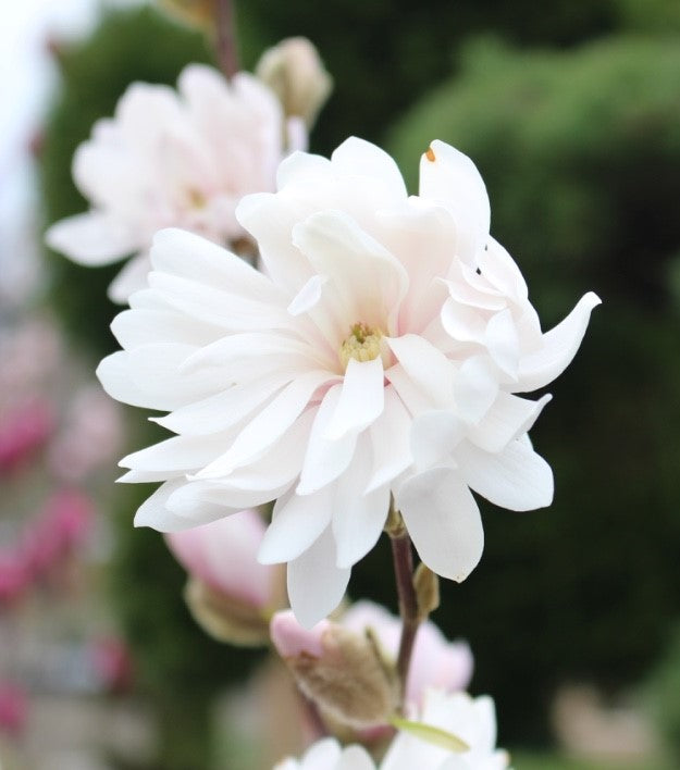 Magnolia stellata 'Centennial Blush' ™ FIRST EDITIONS® (pink) PP22248 (CG)