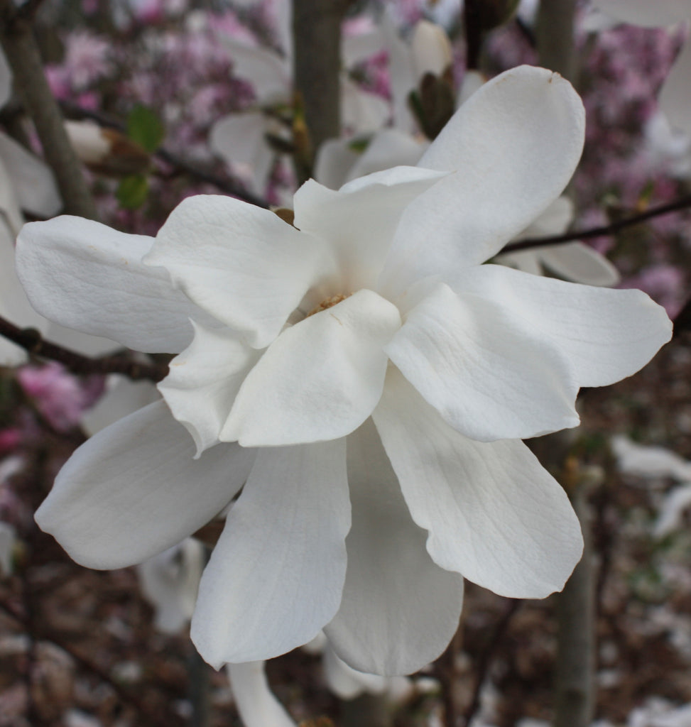 Magnolia x loeb. 'Dr. Merrill' (white) (BBP)