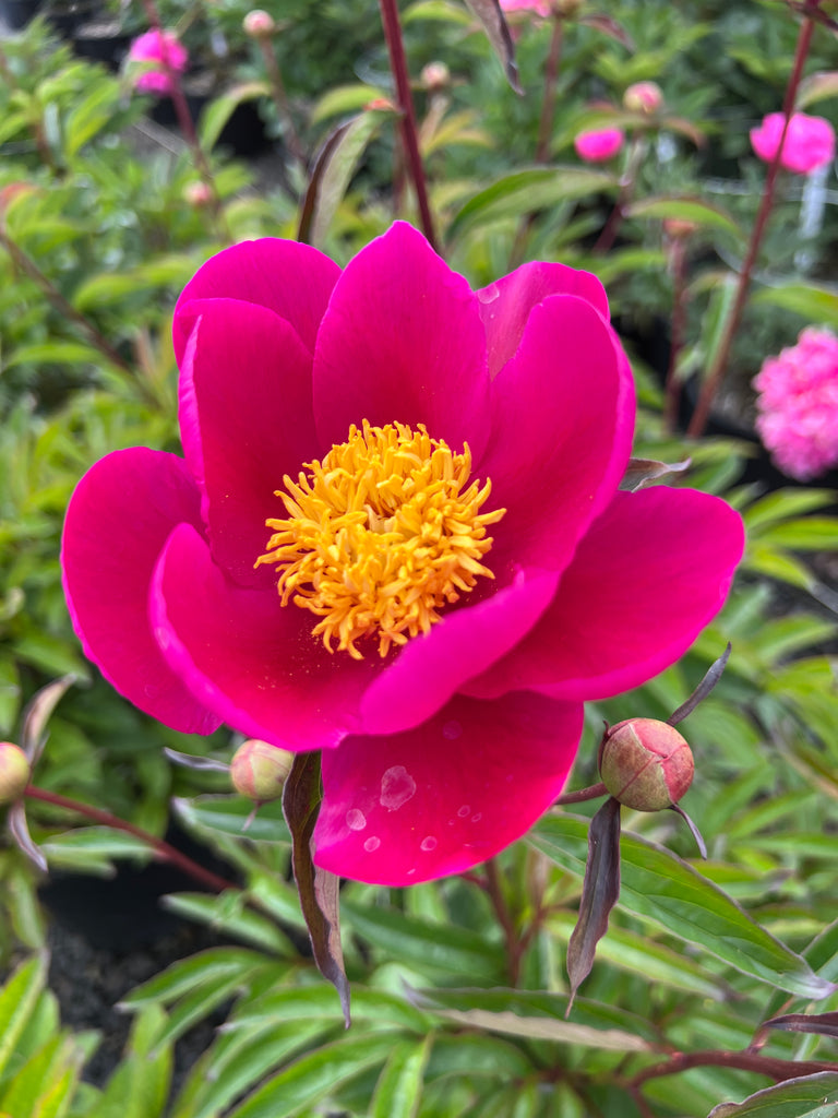 Paeonia 'Adrienne' (scarlet)