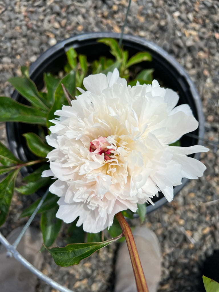 Paeonia 'Alertie' (soft pink, fragrant)