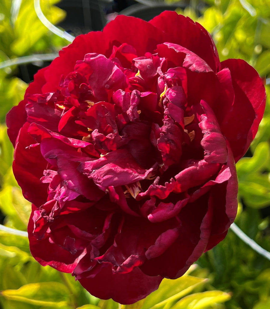 Paeonia 'Buckeye Belle' (red)