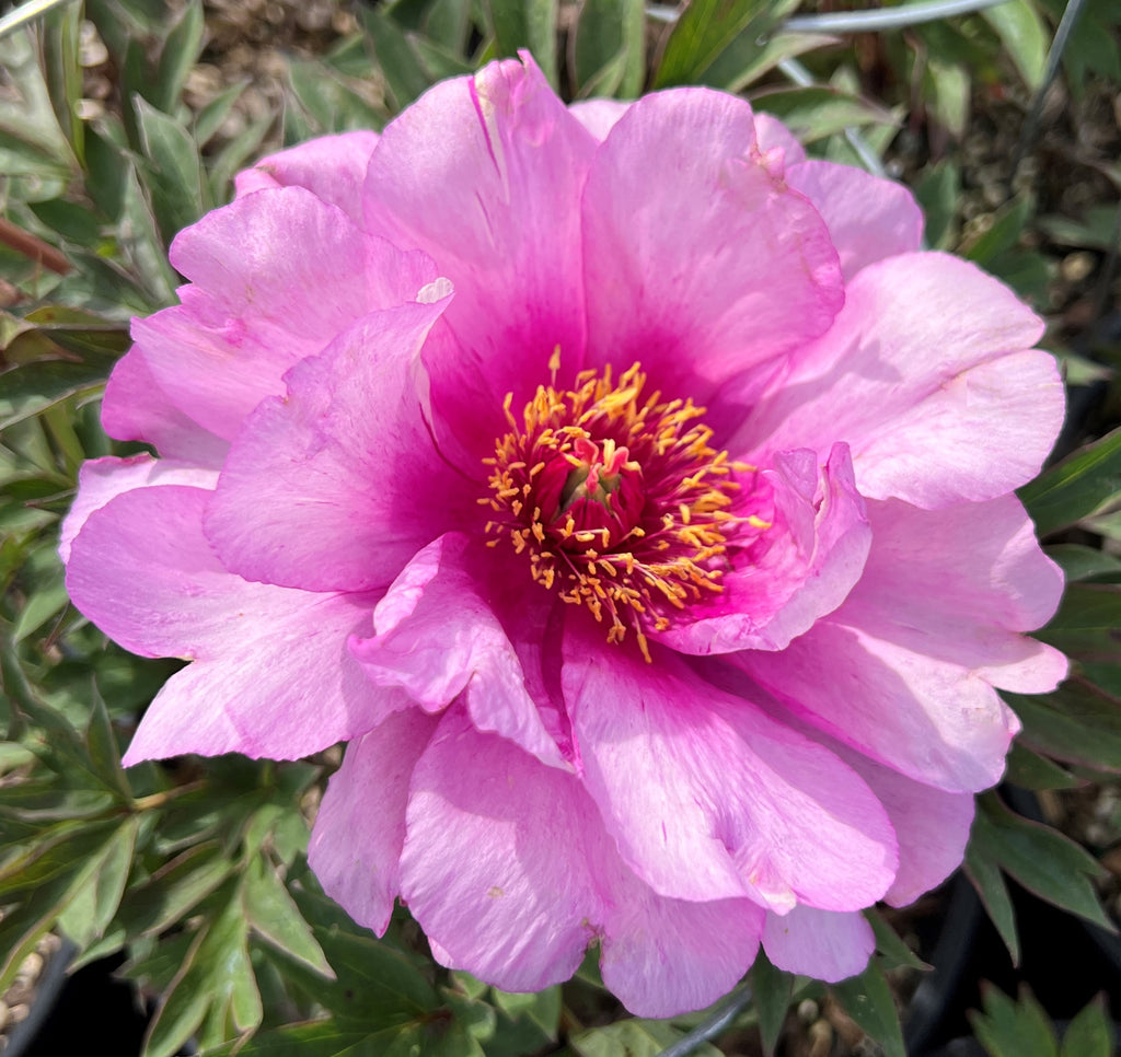 Paeonia 'First Arrival' (Itoh pink)