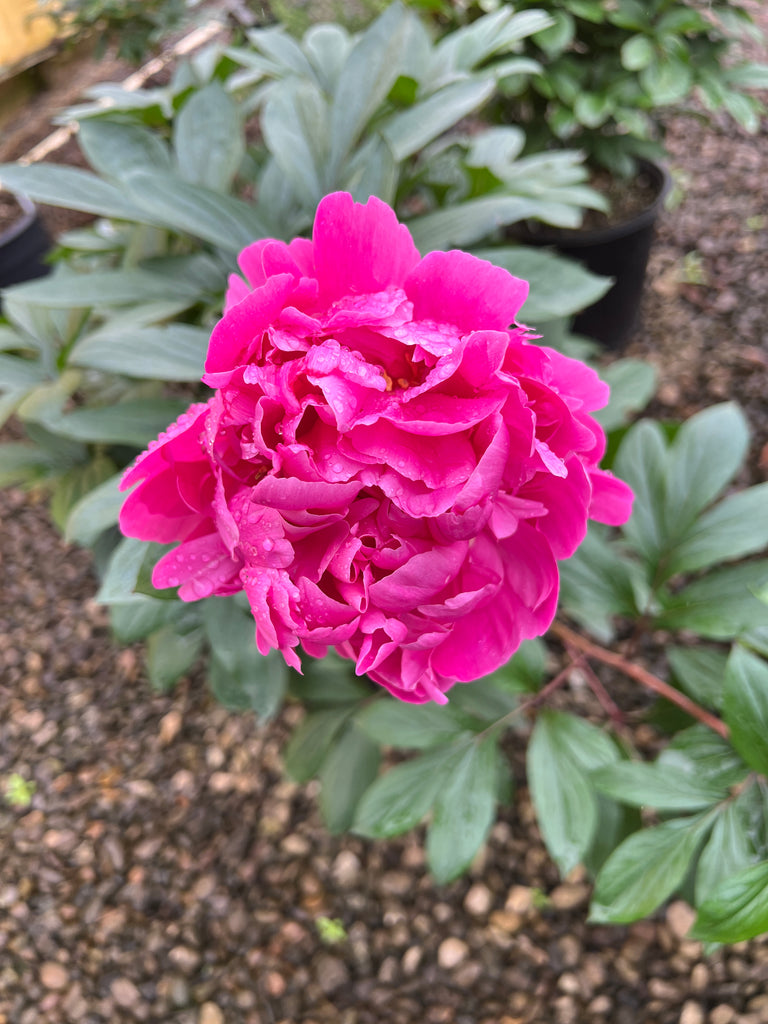 Paeonia 'Gilbert Barthelot' (deep pink)