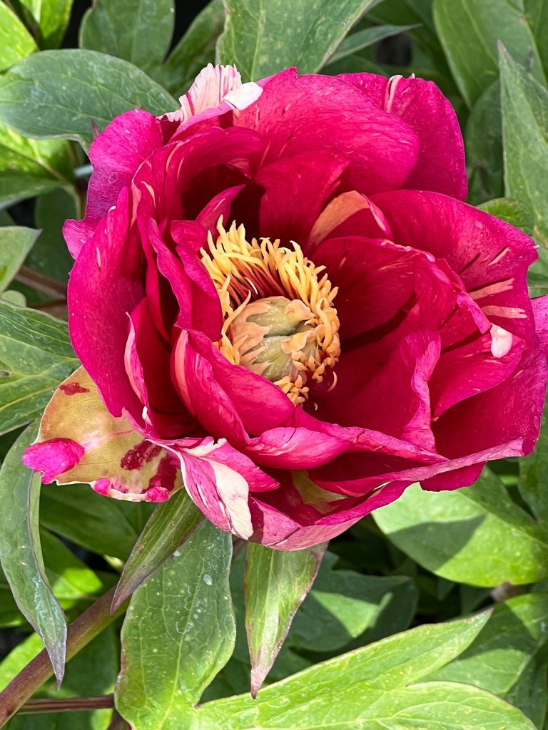 Paeonia 'Julia Rose' (pink/apricot)