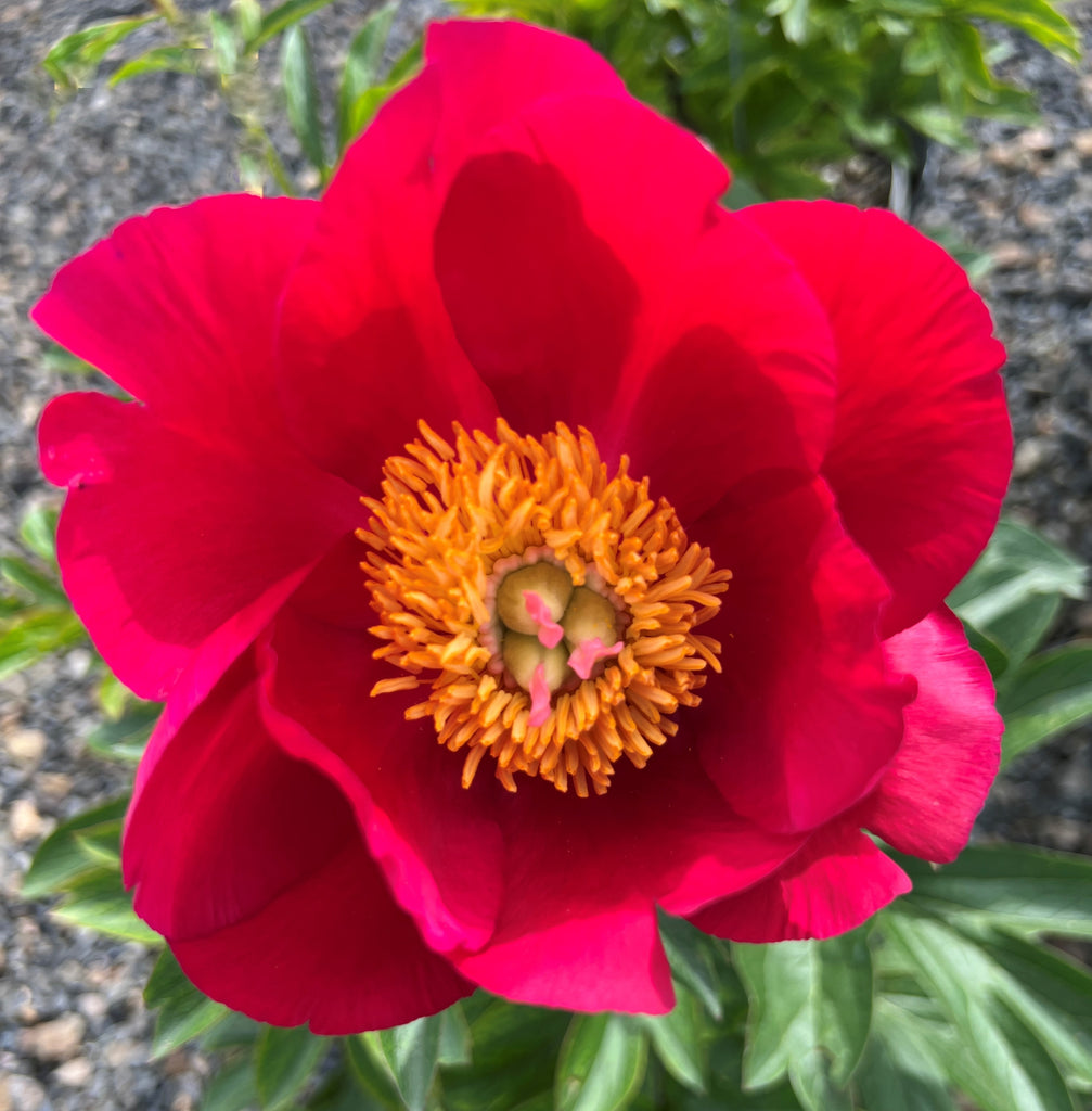 Paeonia 'Scarlet O'Hara' (red)