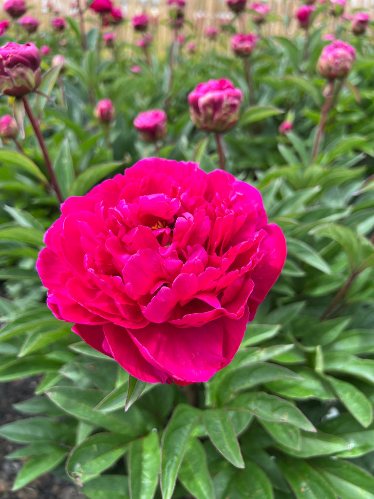 Paeonia lact. 'Adolphe Rousseau' (double red)