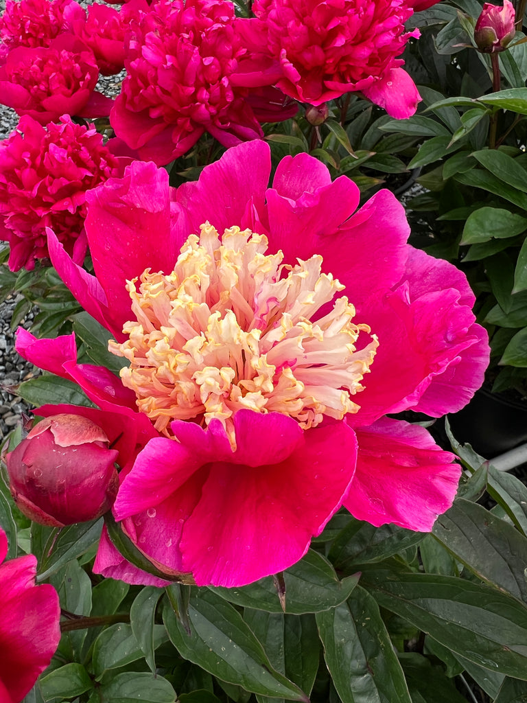 Paeonia lact. 'Winnifred Domme' (red)