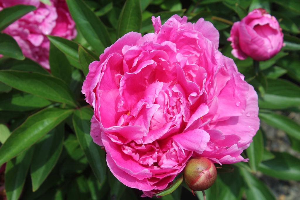 Paeonia x 'Dr. Alexander Fleming' (pink)