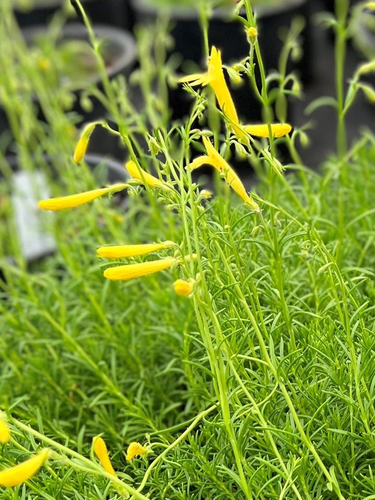 Penstemon pinnifolia 'Mersea Yellow'