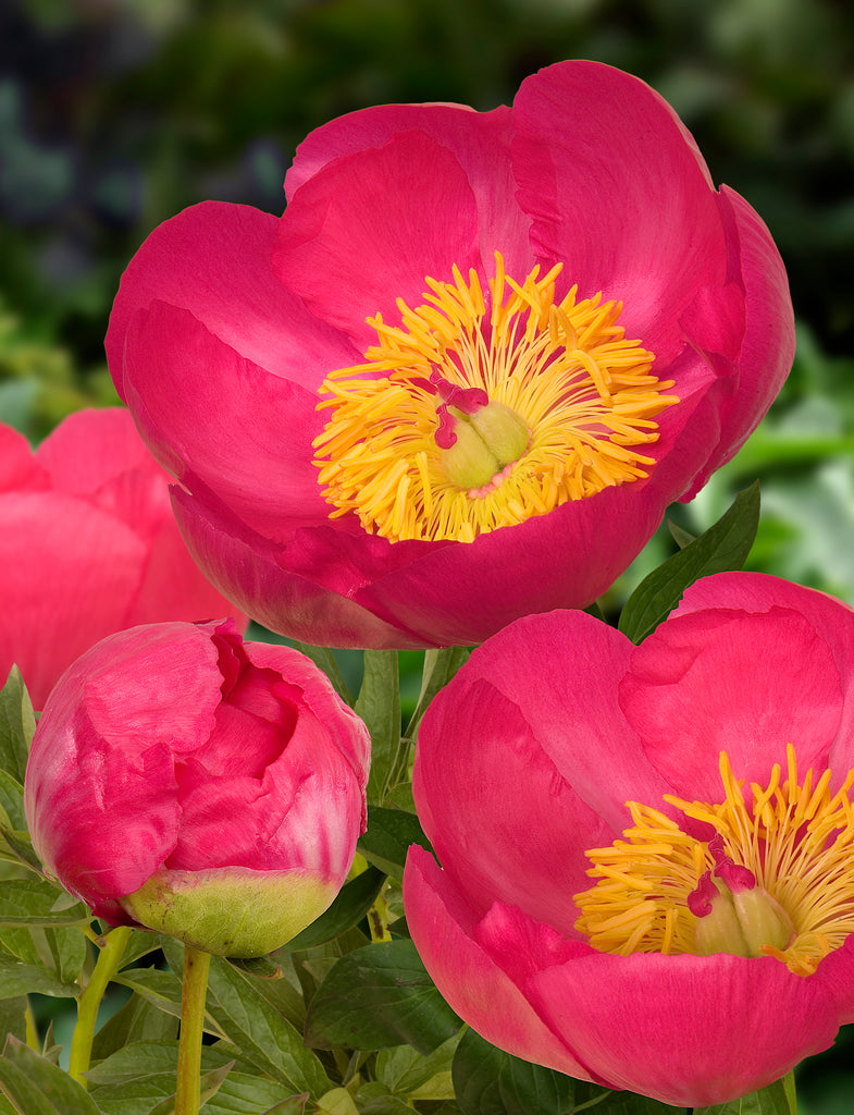 Paeonia 'Flame' (crimson)