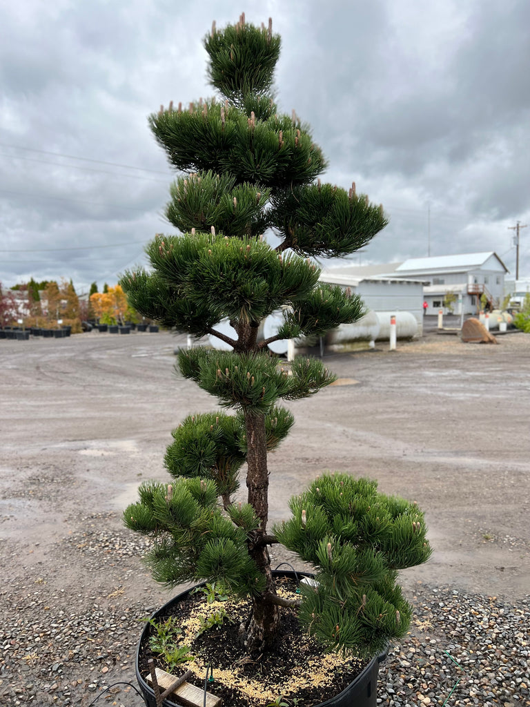 Pinus nigra 'Oregon Green' (CG)