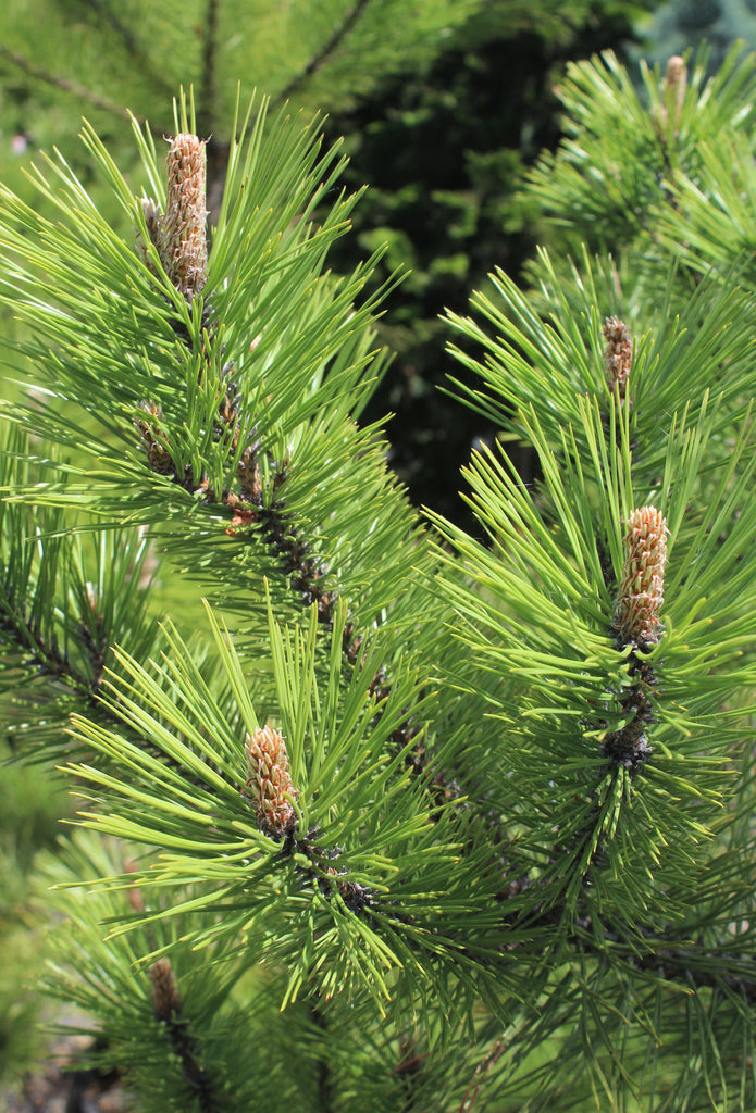 Pinus contorta, Poodle (CG)