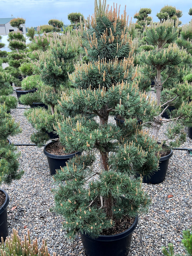Pinus sylvestris, Poodle (CG)