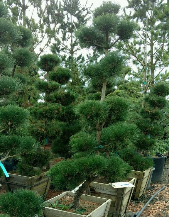 Pinus t. 'Thunderhead'- Windswept (BBP)