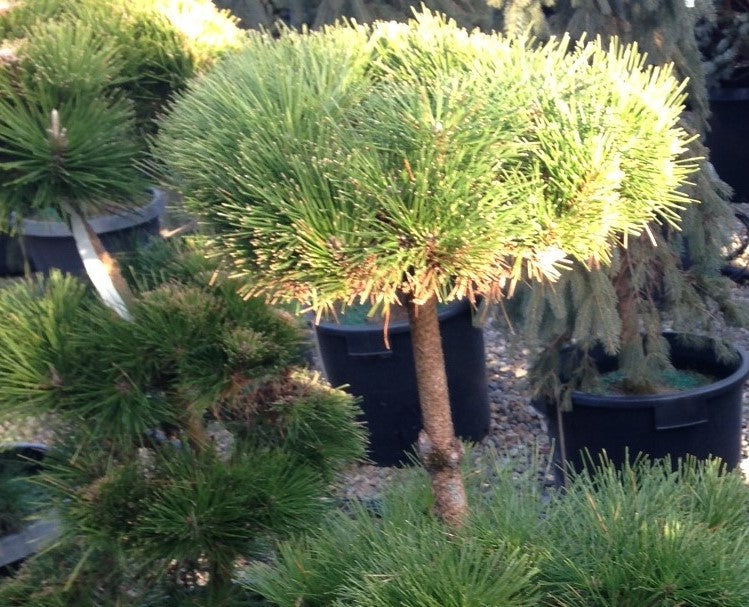 Pinus t. 'Thunderhead', Windswept