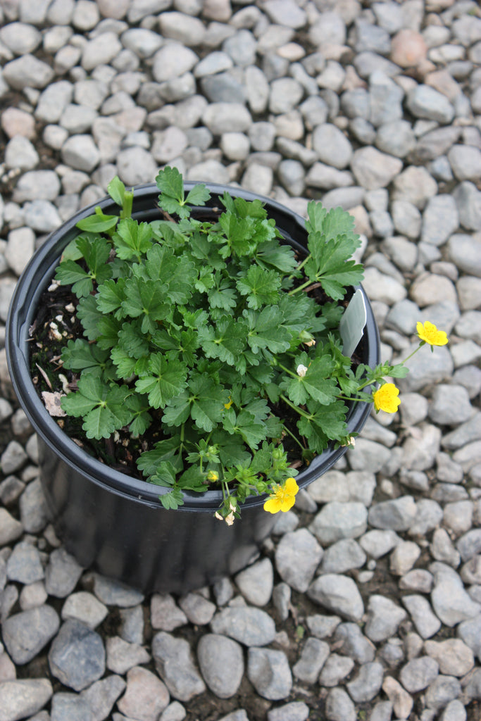 Potentilla neumanniana 'Nana'