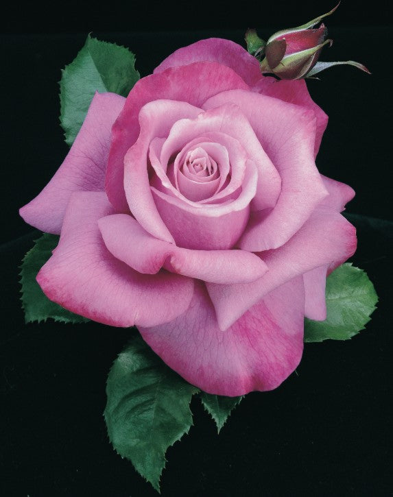 Rosa ht. 'Barbra Streisand' PP13120 (lavender)