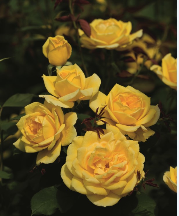 Rosa grand. 'Ch-Ching!' PPAF (yellow)