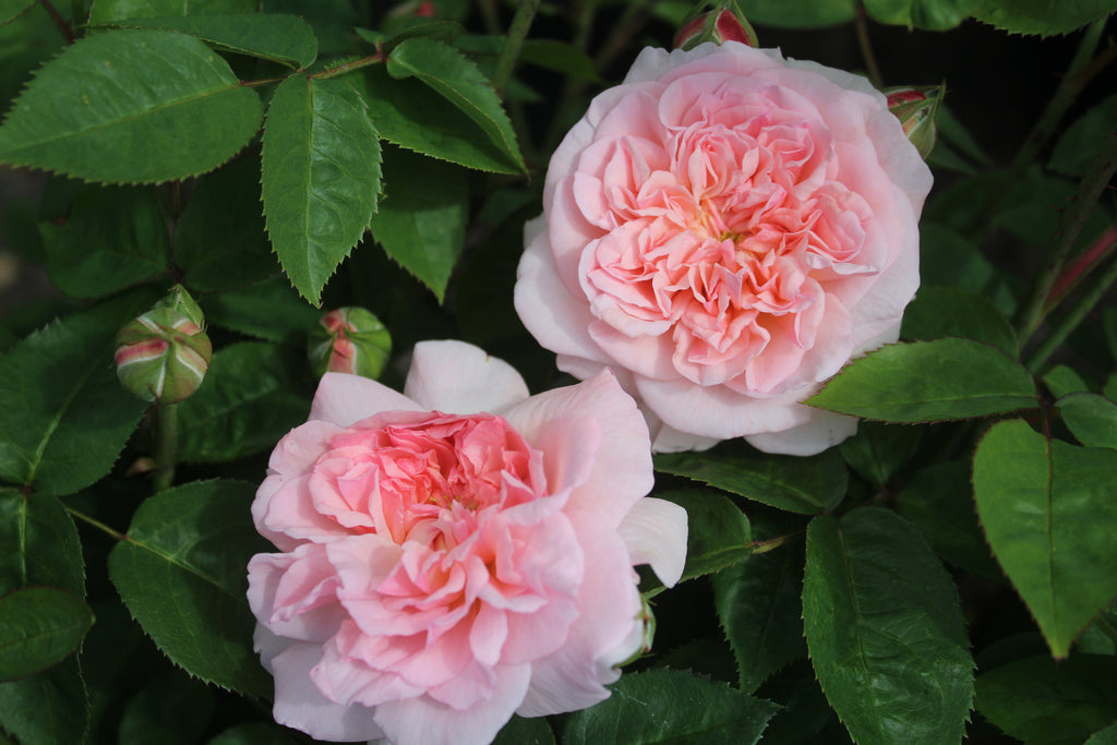 Rosa David Austin® 'Eglantyne' (pink)