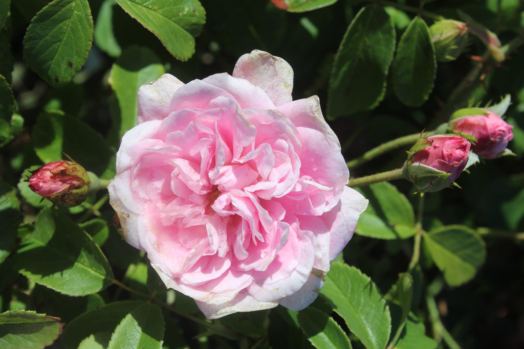 Rosa David Austin® 'Harlow Carr' ™ (pink)