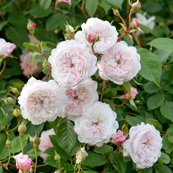 Rosa David Austin® 'The Albrighton Rambler' (soft pink)