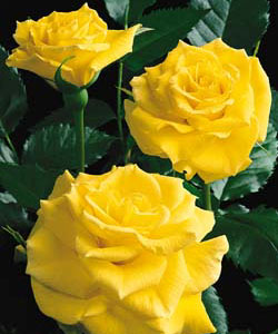 Rosa flor. 'Sunsprite' (yellow) 24" Tree Form