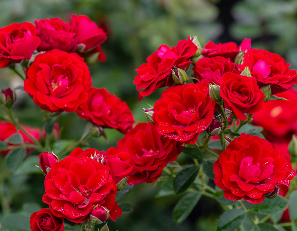 Rosa climb. CHERRY FROST™ (red) PP31286