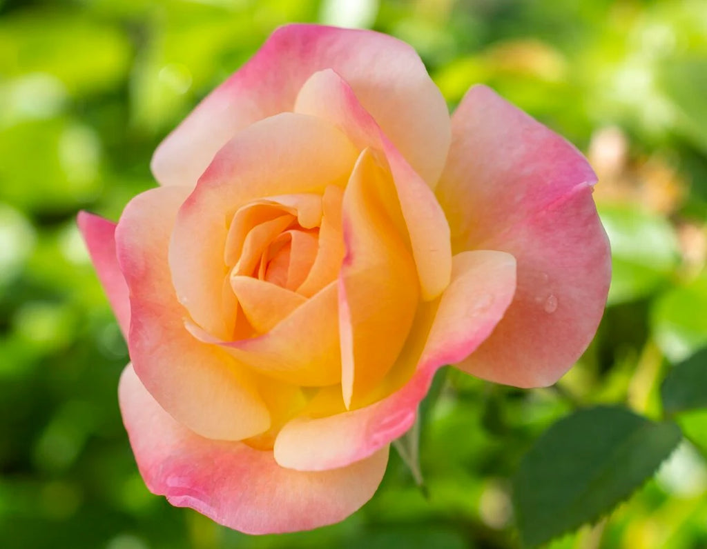 Rosa flor. BRIGHT & SHINY' ™ (pink/apricot) PPAF