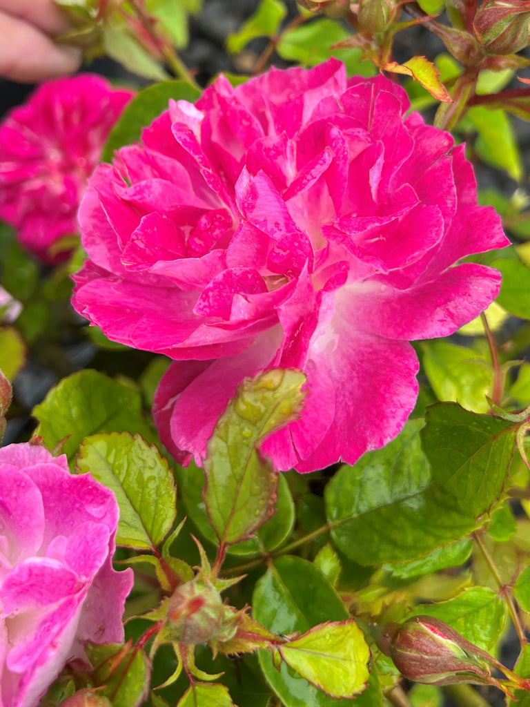 Rosa flor. 'Easy To Please' ™ PPAF (pink)