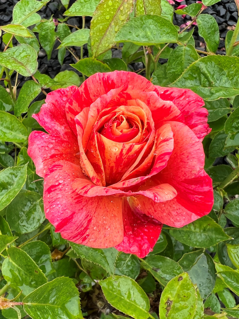 Rosa flor. 'Frida Kahlo'® (pink)