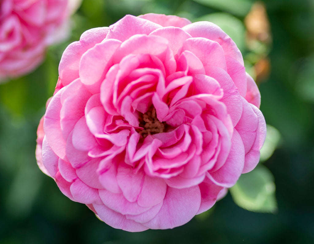 Rosa flor. 'Orchid Romance' ™ (pink)