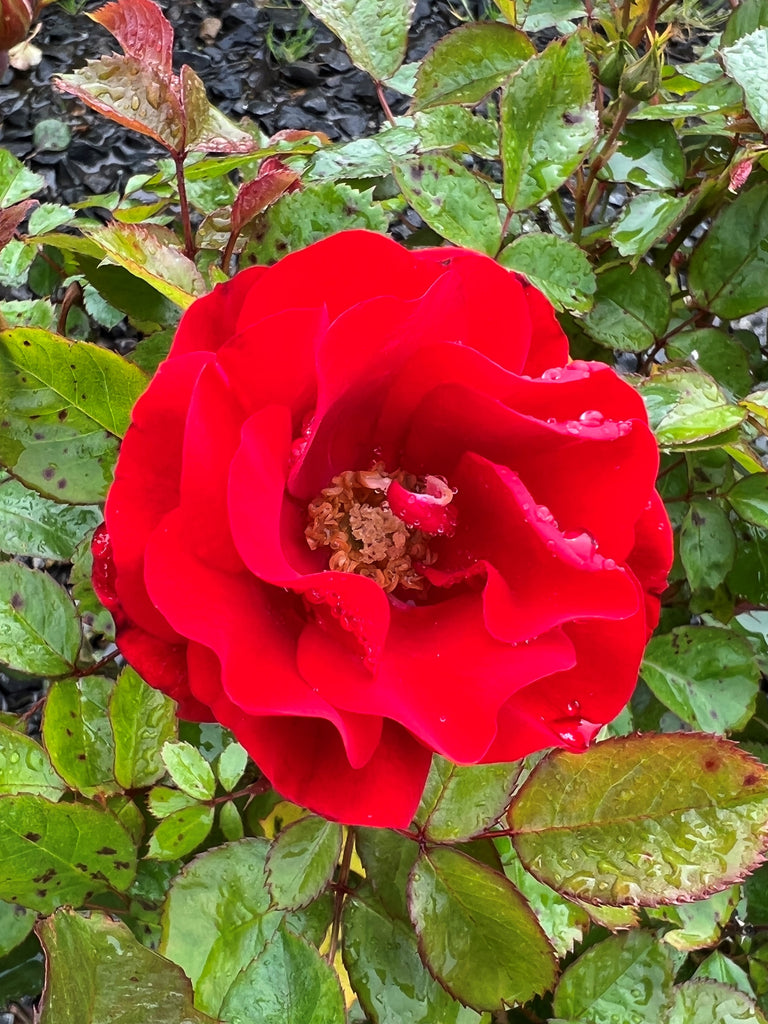 Rosa flor. 'Showbiz' (red)
