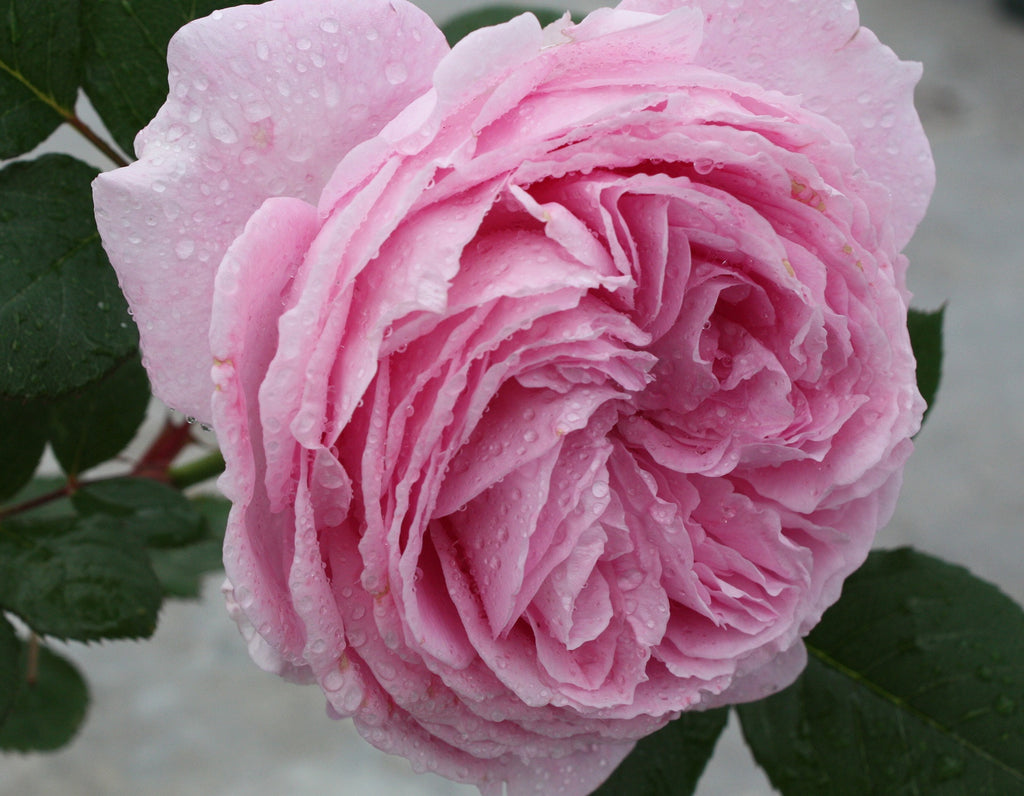 Rosa flor. 'Summer Romance' ™ (pink)