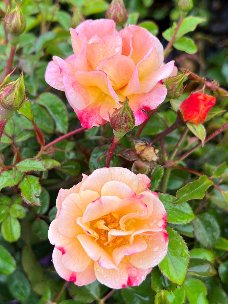 Rosa gc. FLOWER CARPET® Amber PPAF
