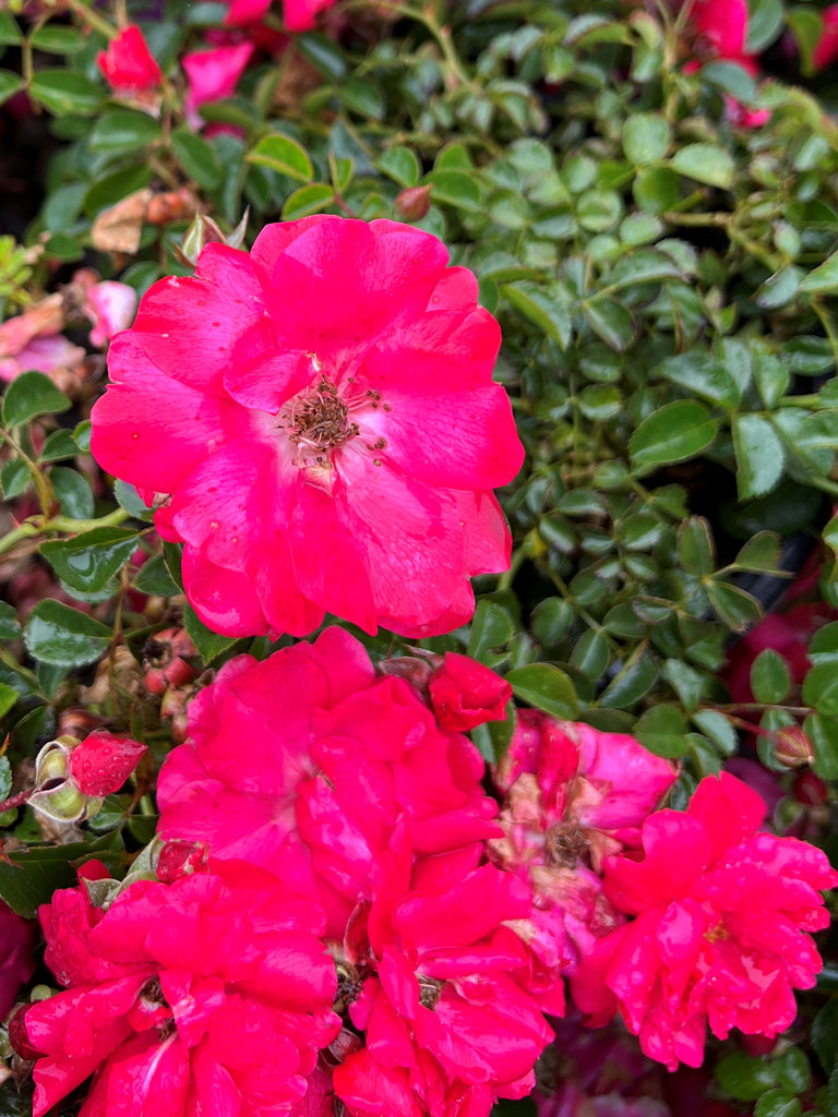 Rosa gc. FLOWER CARPET® Pink Supreme PP16276 (pink)