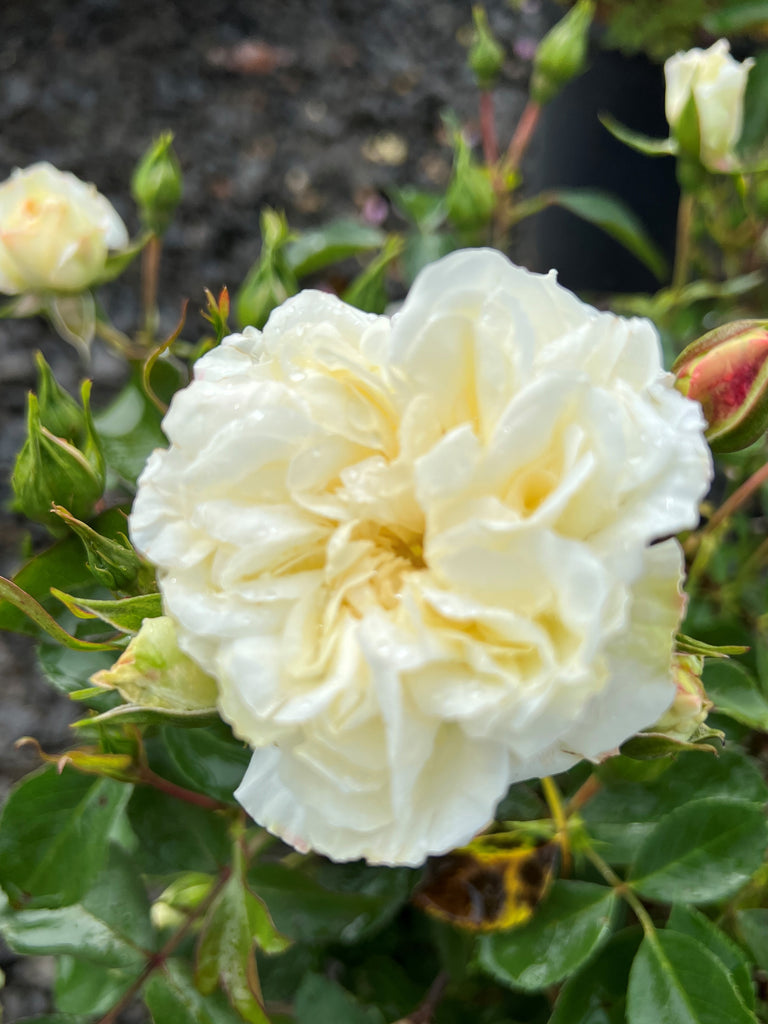 Rosa gc. WHITE MEIDILAND® (white)