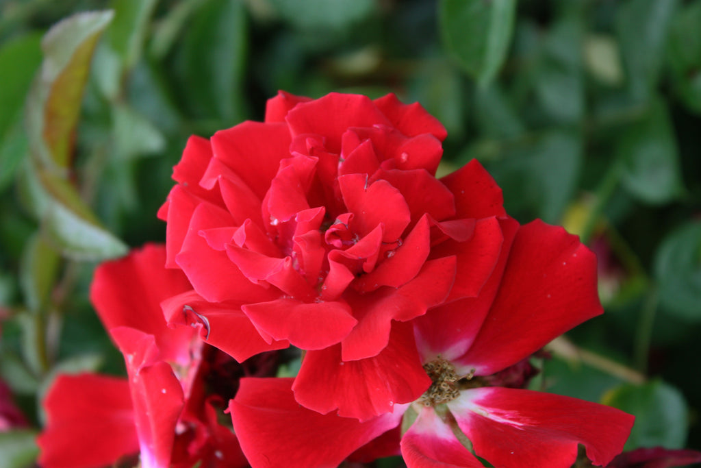 Rosa gc. 'Red Ribbons'® PP9115