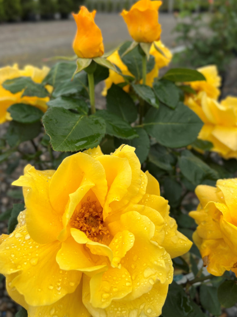 Rosa ht. Midas Touch™ PP9806 (yellow) – Loen Nursery, Inc.