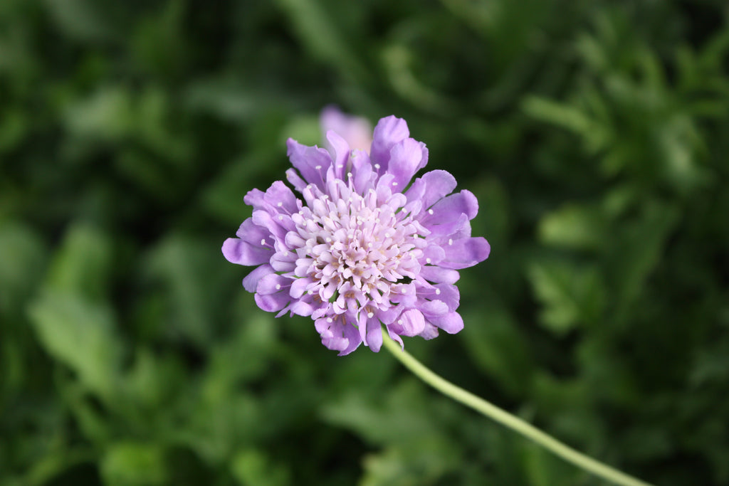 Scabiosa col. 'Butterfly Blue'