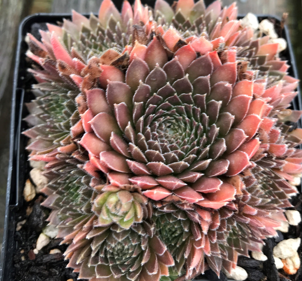 Sempervivum ‘Bronze Pastel’