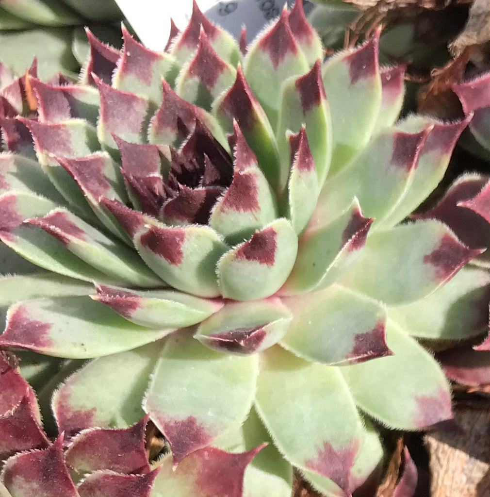 Sempervivum tectorum var. calcareum 'Fire Dragon'