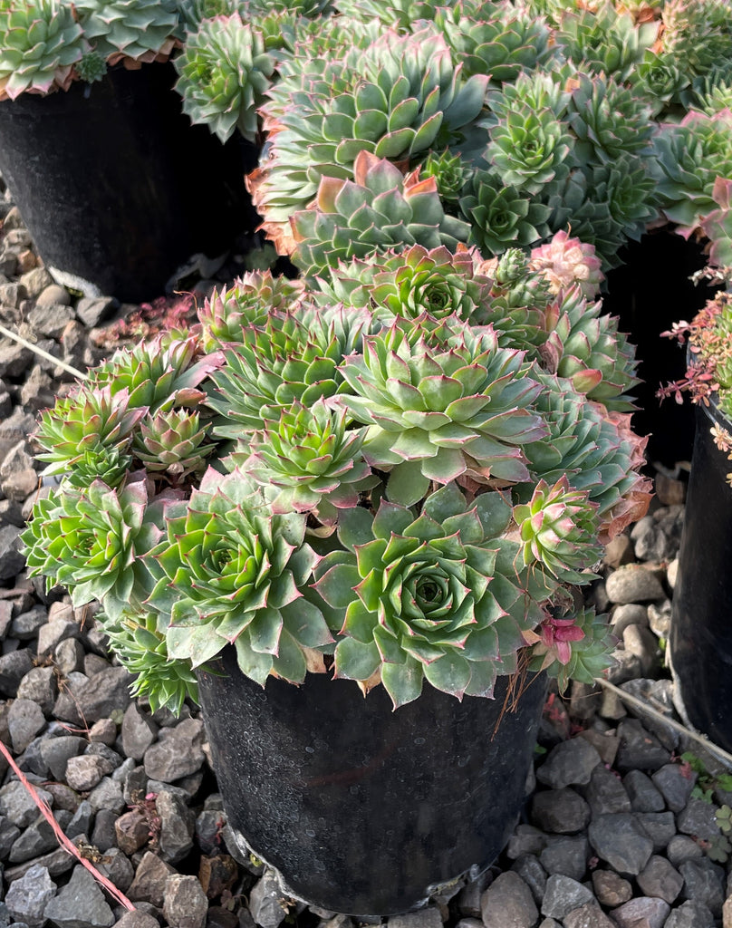 Sempervivum 'Carmen'