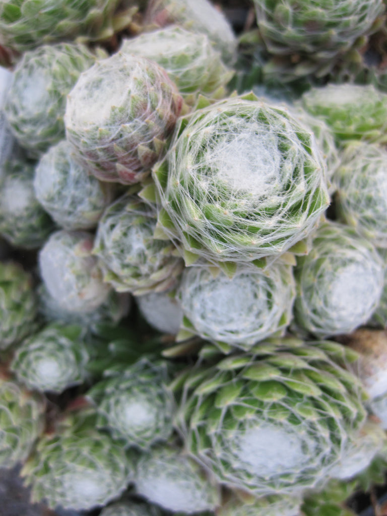 Sempervivum arachnoideum 'Cobweb'