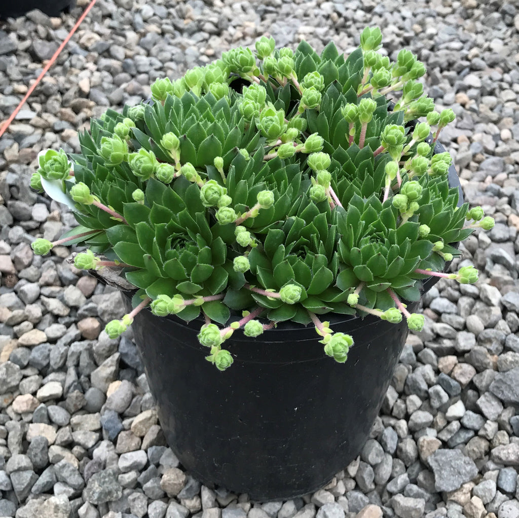 Sempervivum 'Green Wheel'