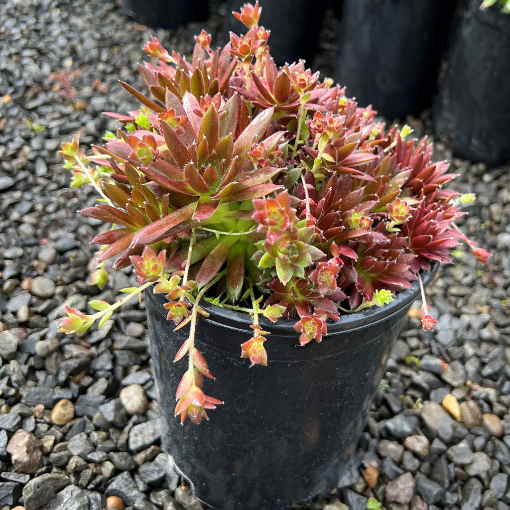 Sempervivum ‘Jeanne d’ Arc’