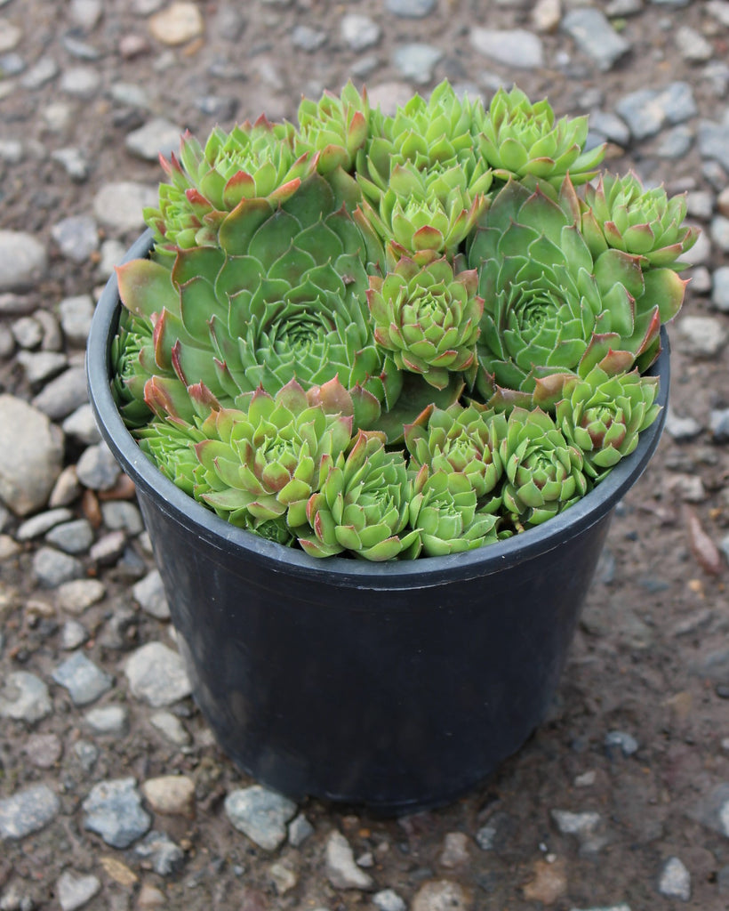 Sempervivum 'Jubilee'